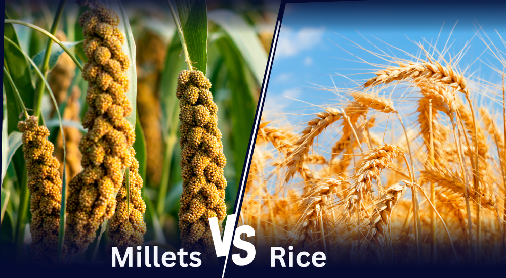 Is millet healthier than rice?