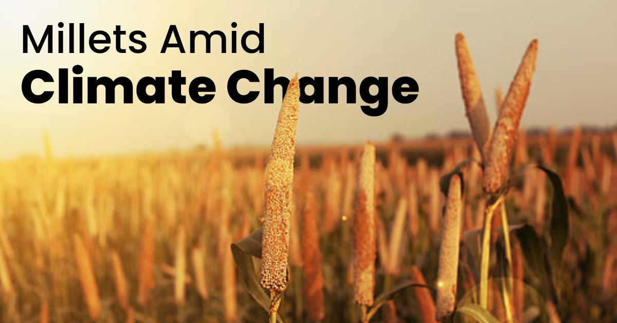 Millets Climate Why Farmers Are Turning to Millets Amid Climate Change – Haritha Foods